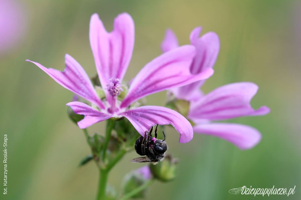 Dzika pszczoła - Hoplitis papaveris (Murarka makowa)