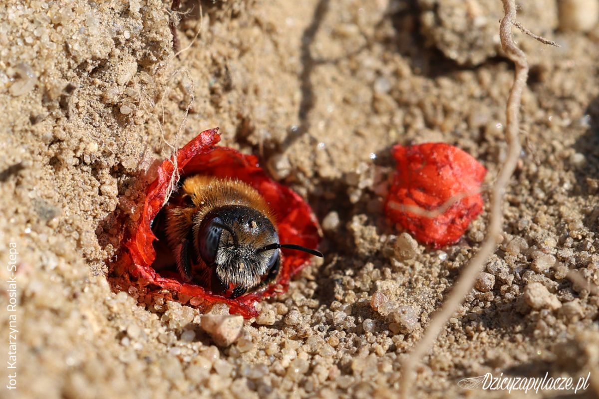 Hoplitis papaveris - Murarka makowa