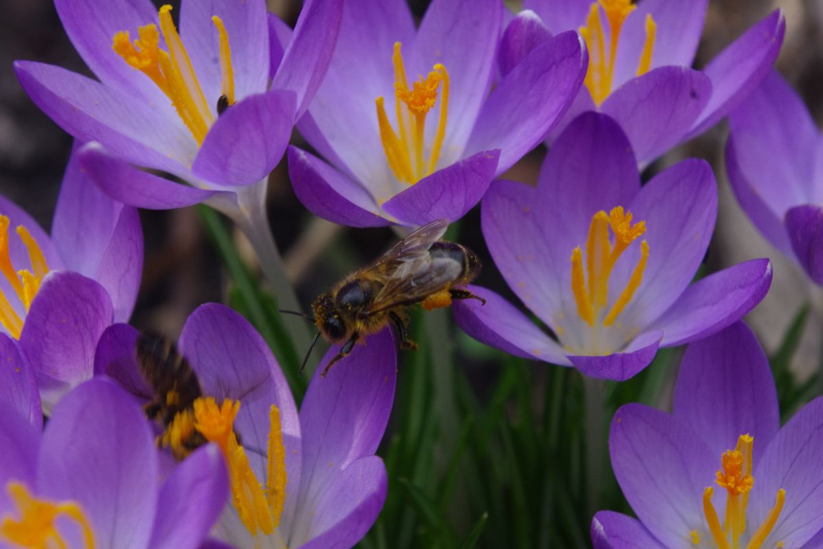 krokus i pszczoła