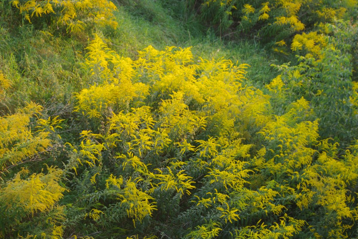 nawłoć - roślina miododajna inwazyjna