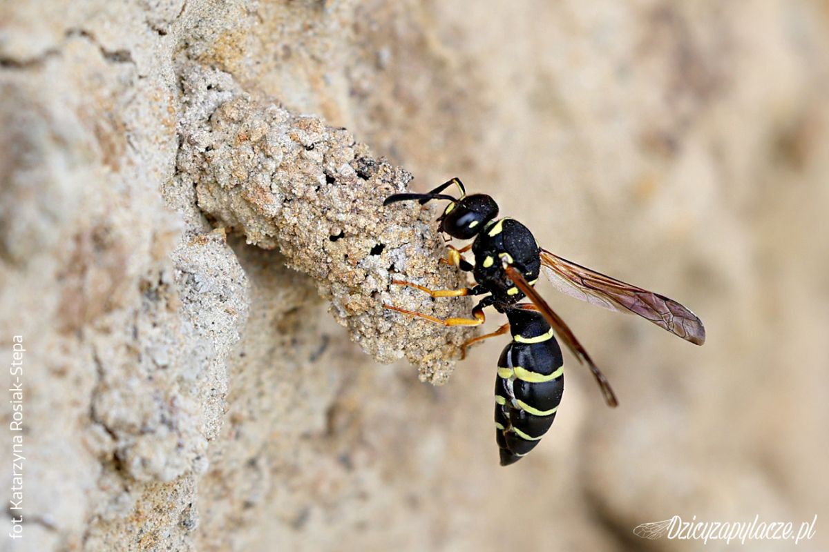 Odynerus reniformis - Bolica Rogata