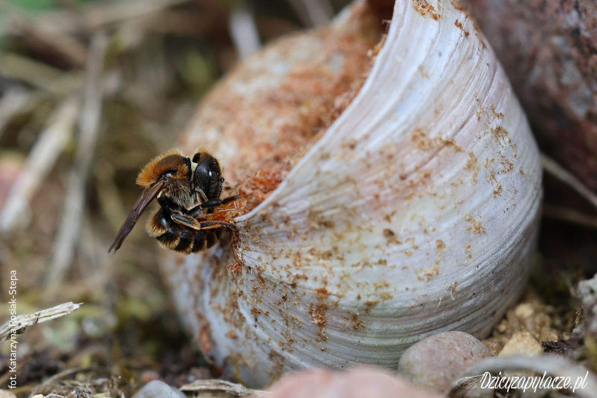 Osmia Aurelenta - Murarka muszl&oacute;wka