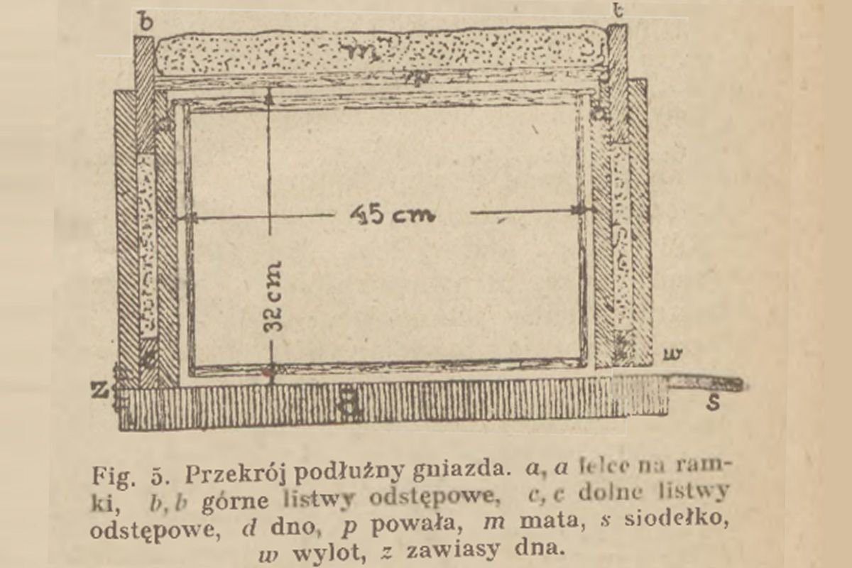 przekr&oacute;j podłużny gniazda
