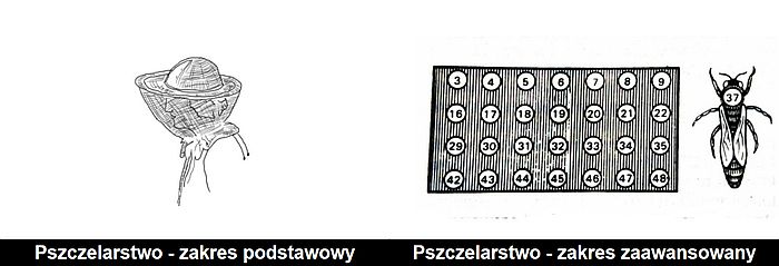 pszczelarstwo - zakres podstawowy i zaawansowany