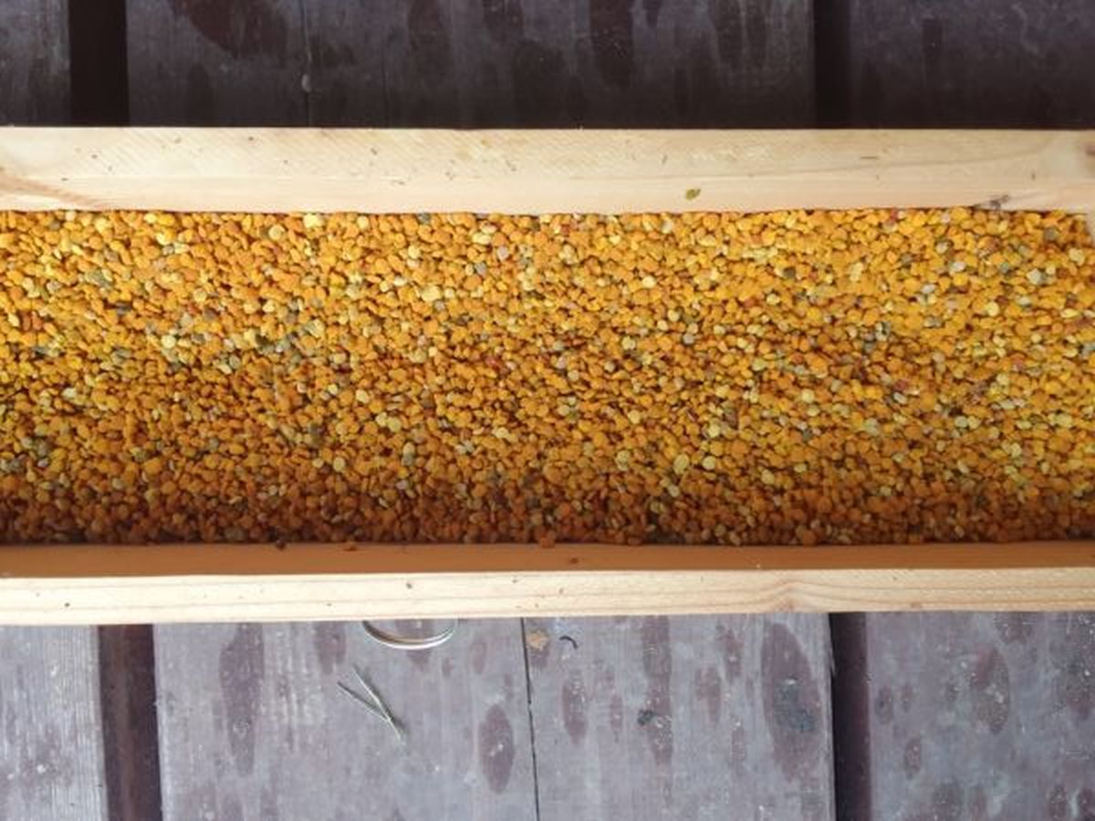 Pyłek pszczeli świeży