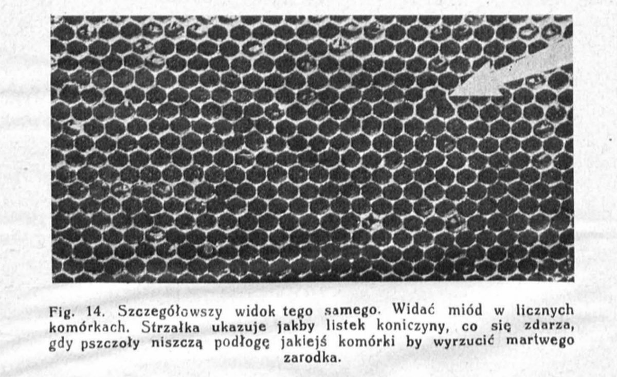 szczeg&oacute;łowy widok tego samego