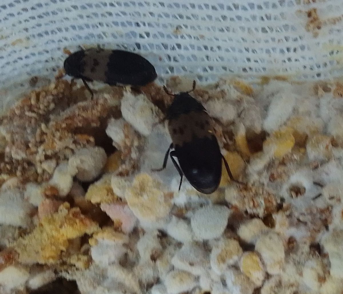 szkodnik pyłku pszczelego