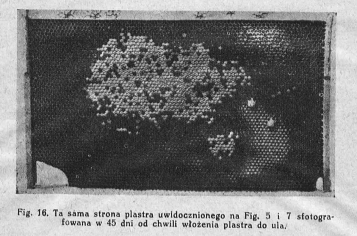 ta sama strona plastra uwidocznionego na fig 5