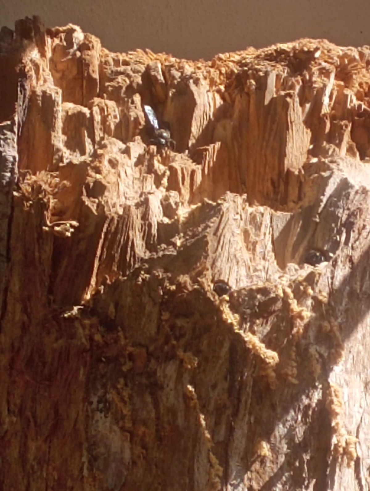 zadrzechnia fioletowa ul