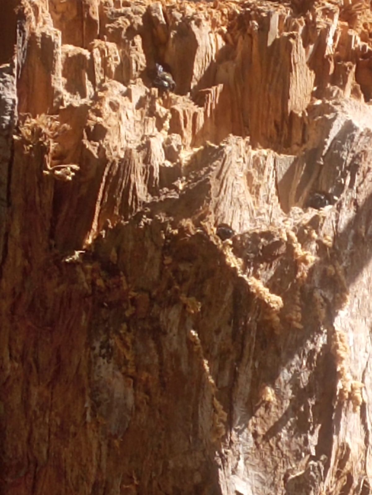 zadrzechnia fioletowa ul2