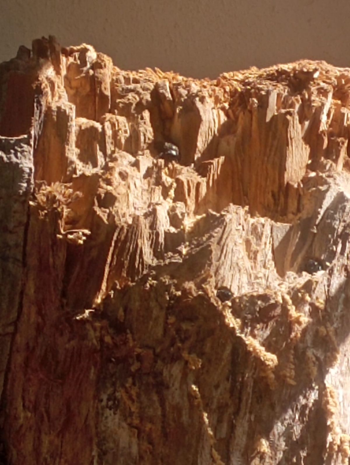 zadrzechnia fioletowa ul3