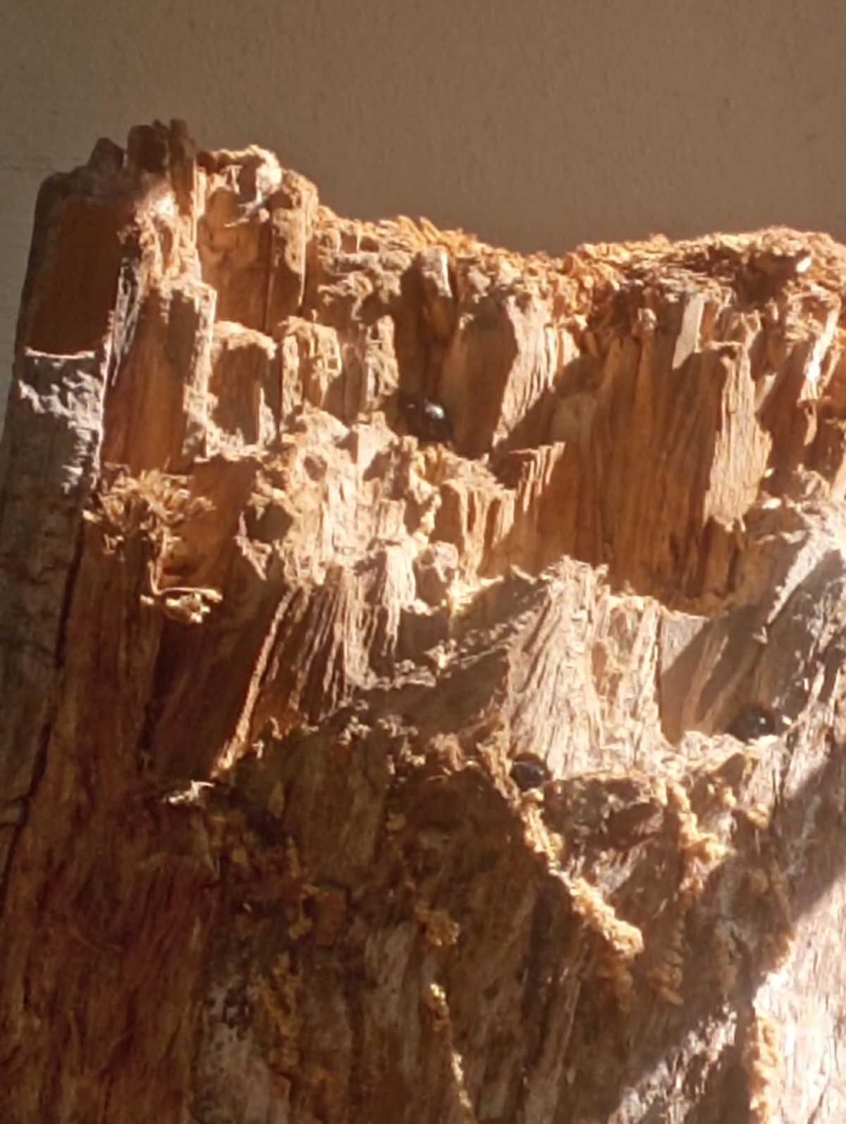 zadrzechnia fioletowa ul4