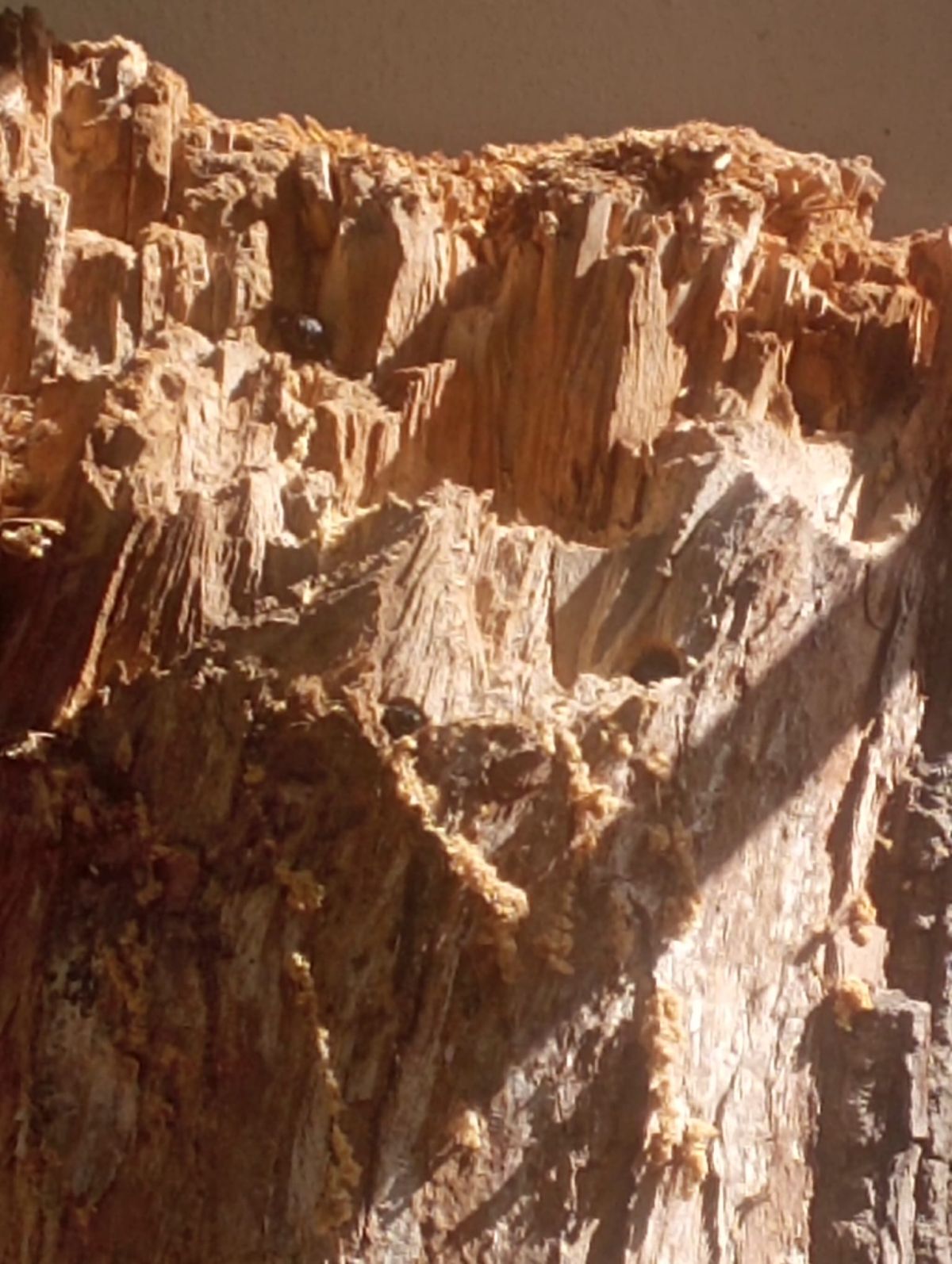 zadrzechnia fioletowa ul5