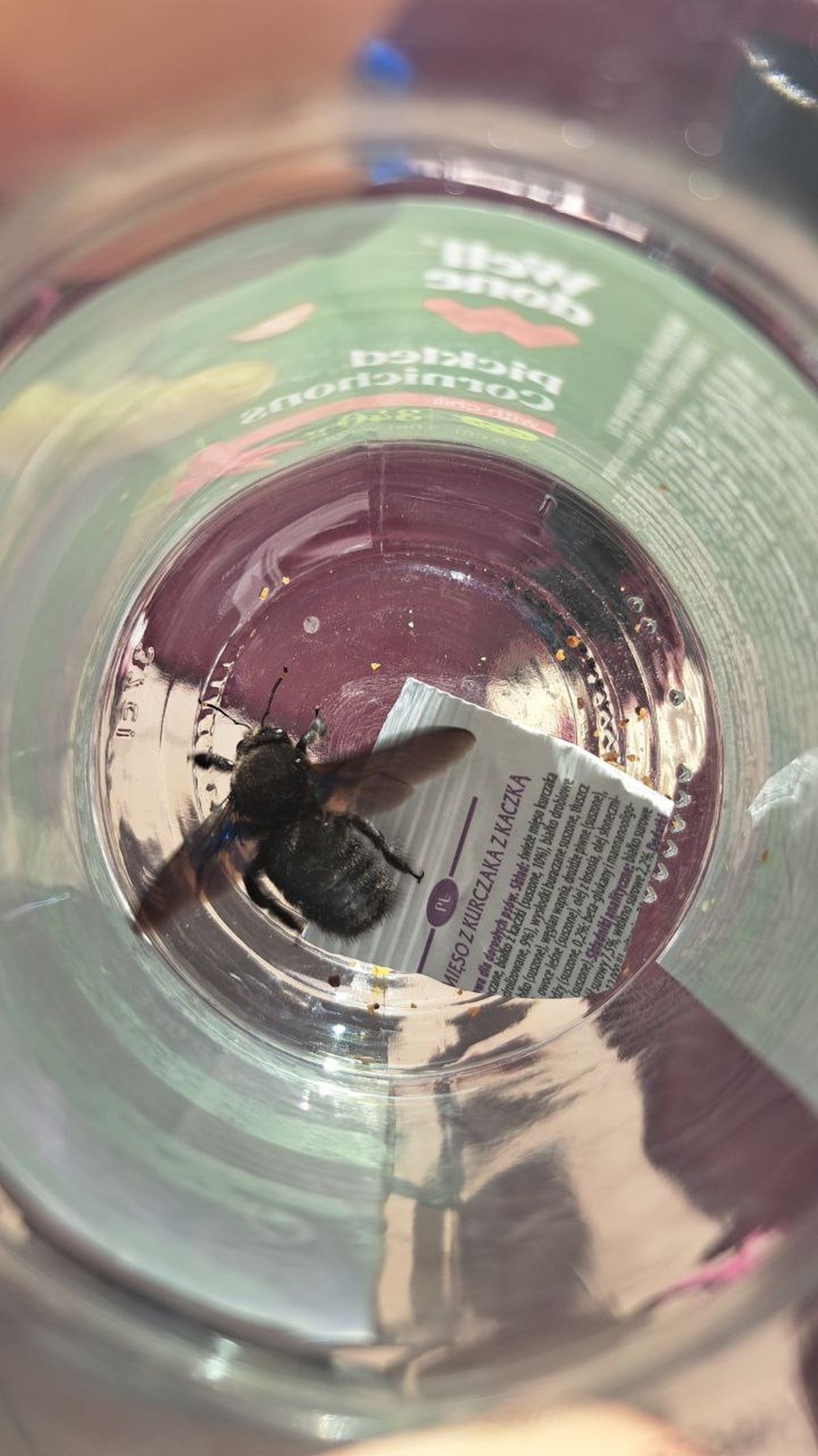 zadrzechnia fioletowa w słoiku