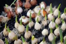 W Niemczech zachęcają do sadzenia cebulek kwiatowych