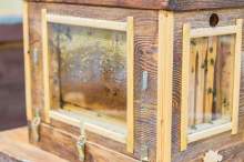 Niezwykłe hobby: niemiecki pszczelarz hoduje pszczoły na balkonie