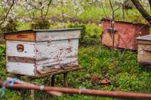 Sąd w Neustadt zezwolił na zabicie kilku milionów pszczół