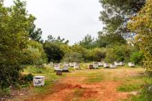 Epidemia zgnilca amerykańskiego we wschodniej części Jeziora Bodeńskiego 2025