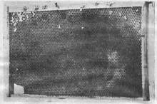 Bartnik Postępowy: Uodpornienie pszczół na zarazę gnilca amerykańskiego (1937.04)