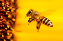 Dlaczego pszczoły zasługują na swoje święto?