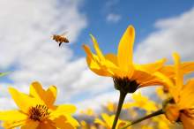 Amerykańscy badacze odkryli związek przyczynowo-skutkowy wymierania owadów