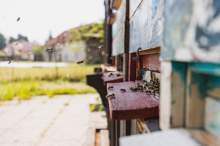 Odpowiedzialność cywilna pszczelarza w Polsce - kiedy rzeczywiście powstaje ryzyko odszkodowania