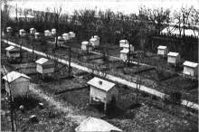 Bartnik Postępowy: Wpływ cukru na zimowlę pszczół (1930.11)