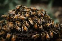 Dzikie pszczoły kontra warroza. Jak naturalne mechanizmy pozwalają im przetrwać?