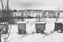 Bartnik Postępowy: O zimowli pszczół (1884.10)