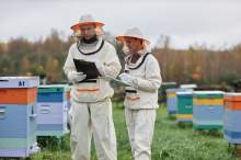Pszczelarze z Uri przygotowują się na atak szerszenia azjatyckiego
