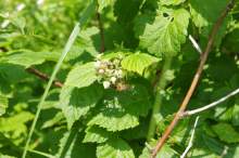 Malina właściwa (Rubus idaeus L.)