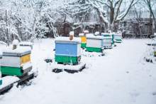 Zimowe sekrety pszczół - rady Bogdana Piekarza