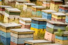 W Halstenbek udusiło się 40 000 pszczół