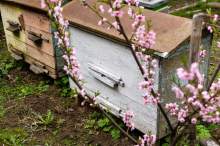 Warunki dobrego rozwoju oraz zdrowia pszczół