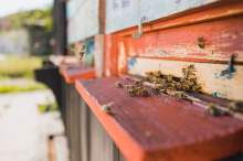 Pszczoły zaatakowały sklep pszczelarski w Kanadzie. Szukały pożywienia