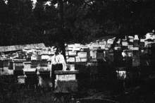 Bartnik Postępowy: Z pasieki doświadczalnej w Jaremczu (1930.08)