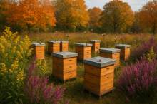 Jesienne miody odmianowe. Czy ich pozyskiwanie jest obciążające dla rodzin pszczelich?