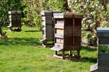 Wyposażenie pasieczyska oraz wybór rasy i linii pszczół