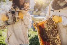 7 najważniejszych zmian w dofinansowaniach dla pszczelarzy w 2025 roku. ARiMR rozpoczęła nowy nabór wniosków