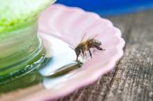 Probiotyki dla pszczół - czy i jak stosować je w pasiekach?