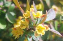 Berberys (Berberis)