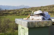 Burza wokół zakazu pasiek. Co naprawdę zawiera projekt i skąd emocje pszczelarzy?