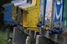 Niemieccy ekolodzy krytykują prywatny boom na pszczoły