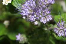 Wzrosły dopłaty ARiMR do roślin miododajnych. Sprawdź, ile można zyskać!