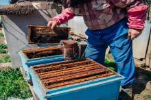 Zakup pszczół, podstawowy sprzęt pasieczny i działania pszczelarza