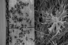 Właściwe gospodarstwo pasieczne: Kupno pszczół