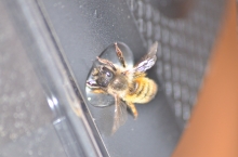 Pszczola zostawia pylek w zabudowanej skrzynce