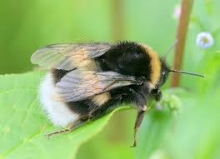 Problem z pszczołami - może da się je uratować? 