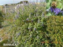 Rośliny miododajne kwitnące w październiku