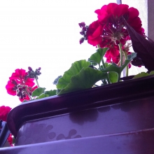 Czy to może być wosk pszczeli?